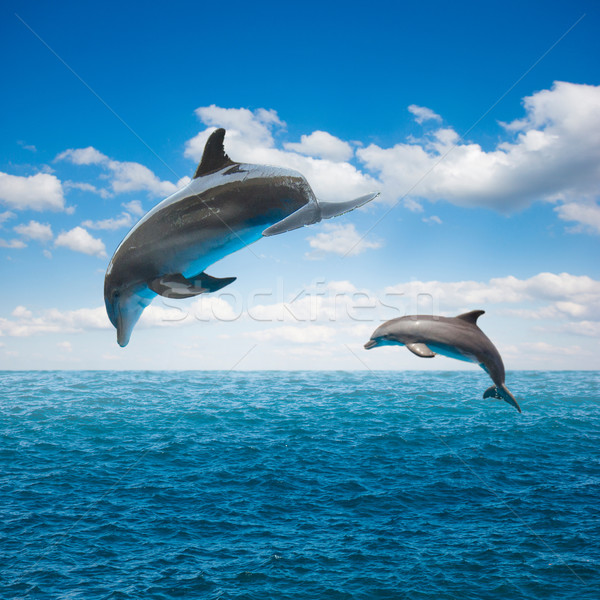 Stock photo: couple of jumping dolphins