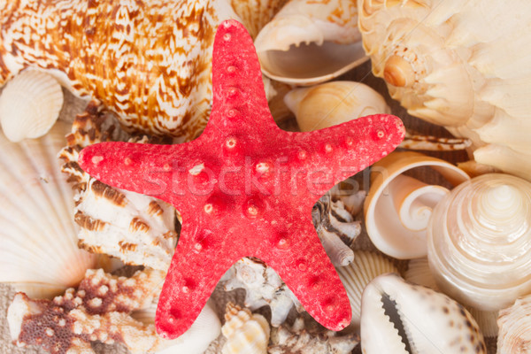 pile of seashells with starfuish Stock photo © neirfy