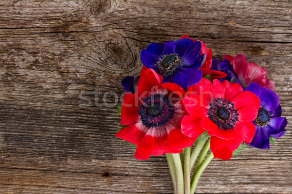 blue and red anemone flowers  Stock photo © neirfy
