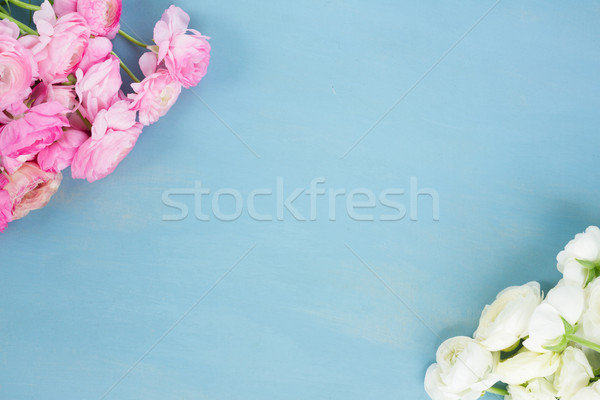 Stock photo: Pink and white ranunculus flowers