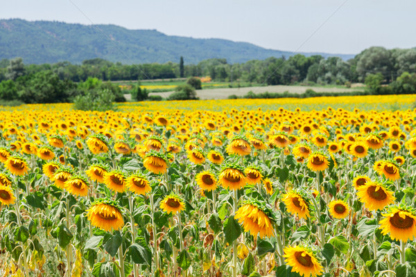 Field of sunflowers Stock photo © neirfy