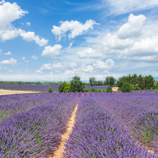 Stock photo: Lavender field