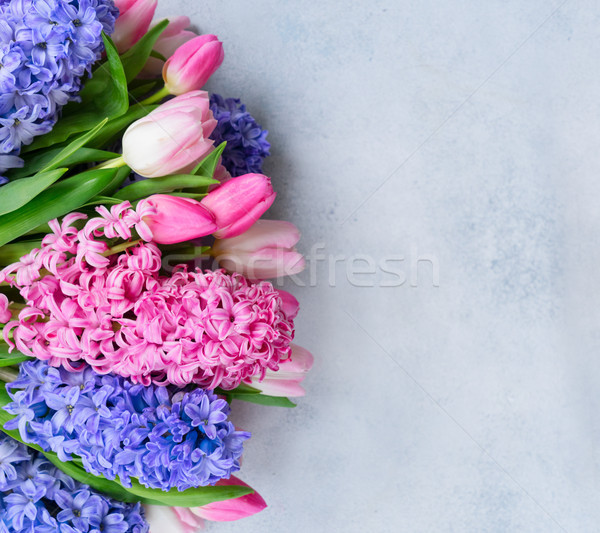 Jacinto fresco flores azul rosa cinza Foto stock © neirfy