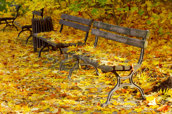 Foto stock: Carretera · otono · parque · dorado · hojas · madera