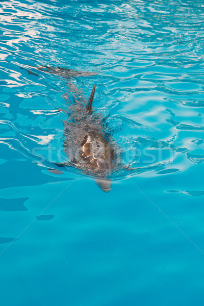 dolphin swimming in blue water Stock photo © neirfy