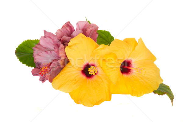 violet  and yellow hibiscus flowers Stock photo © neirfy
