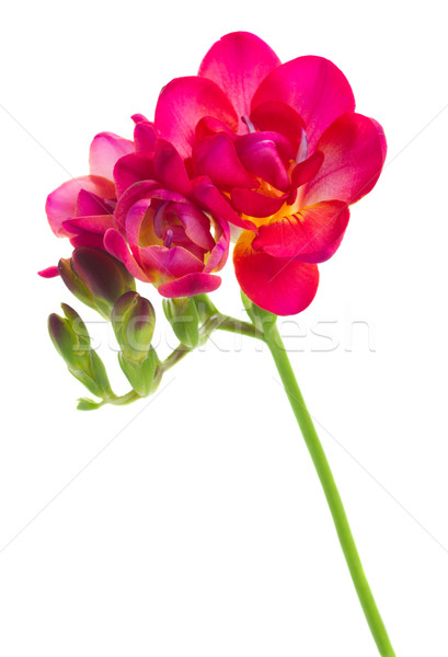 mauve freesia  flowers Stock photo © neirfy