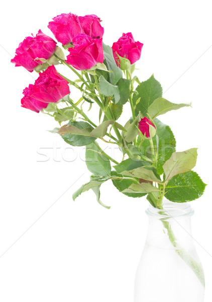 ág friss mályvaszínű rózsák üveg váza Stock fotó © neirfy