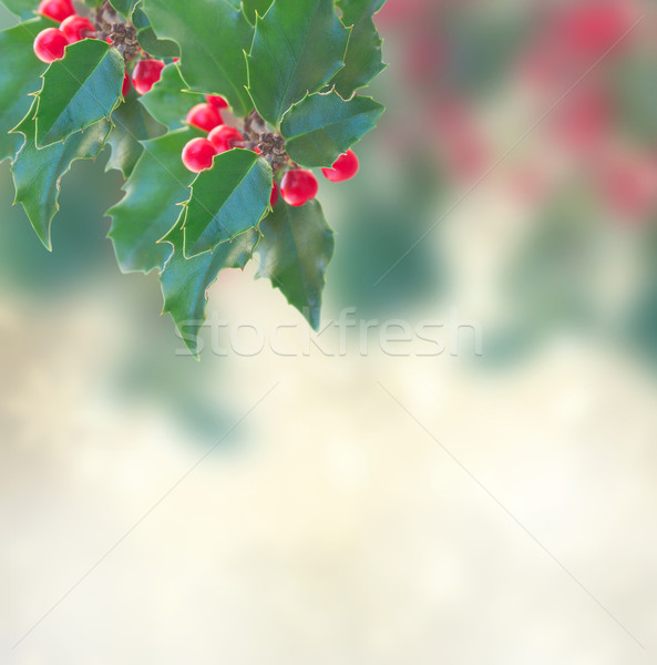 Holly branch on gray background Stock photo © neirfy