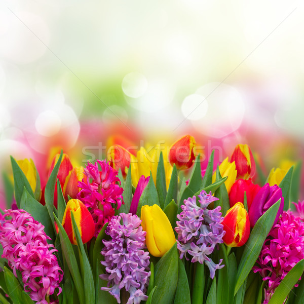 Foto stock: Tulipanes · rosa · violeta · frescos · flores · frontera