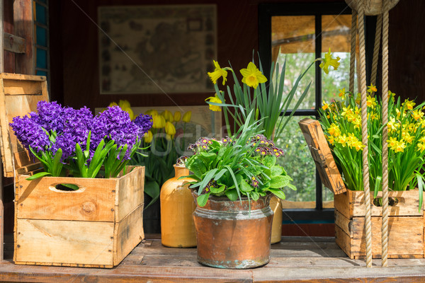 Stockfoto: Lentebloemen · landschap · voorjaar · Blauw · groeiend · hyacint