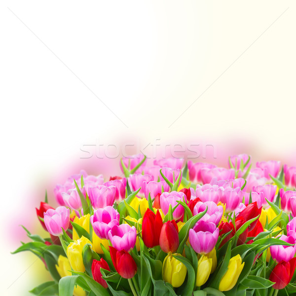 Stock photo: bouquet of yellow, purple and red tulips