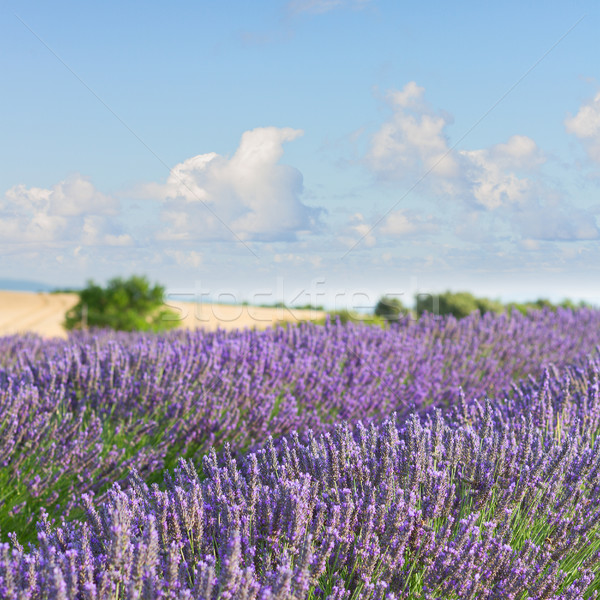 Lavender blooming field Stock photo © neirfy