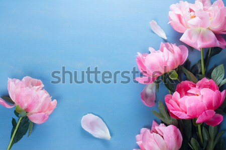 Fresh peonies on blue Stock photo © neirfy