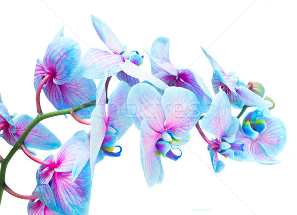 Tulpina albastru orhidee violet proaspăt orhidee Imagine de stoc © neirfy