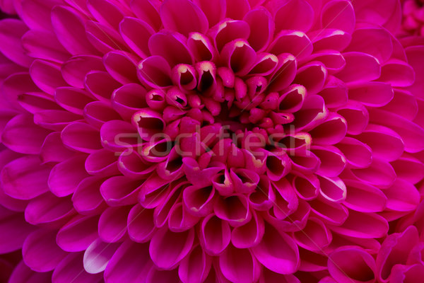 Blau Chrysantheme Blumen magenta rosa Blütenblätter Stock foto © neirfy