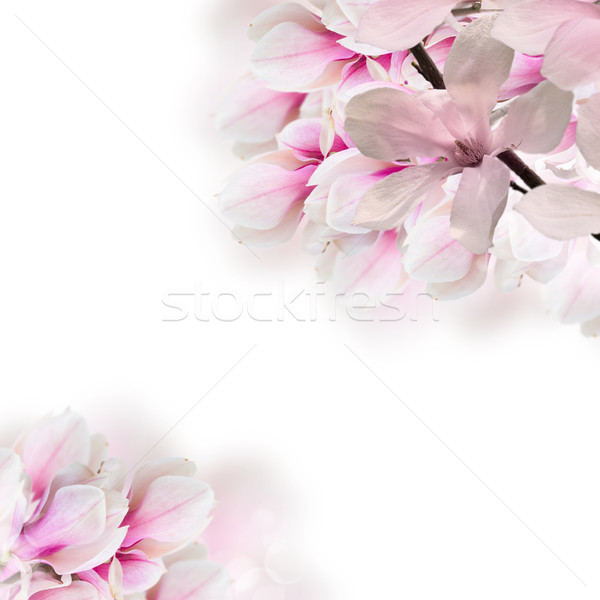 Сток-фото: розовый · магнолия · дерево · цветы