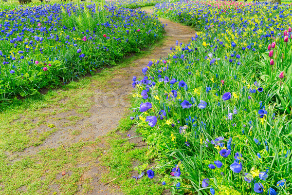 Narzissen Spur blau Blumen grünen Blume Stock foto © neirfy