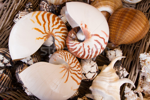 Nautilius shells in basket Stock photo © neirfy