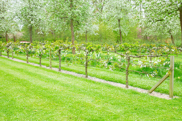Stock foto: Blüte · Apfel · Bäume · grünen · Gras · Frühling · frischen