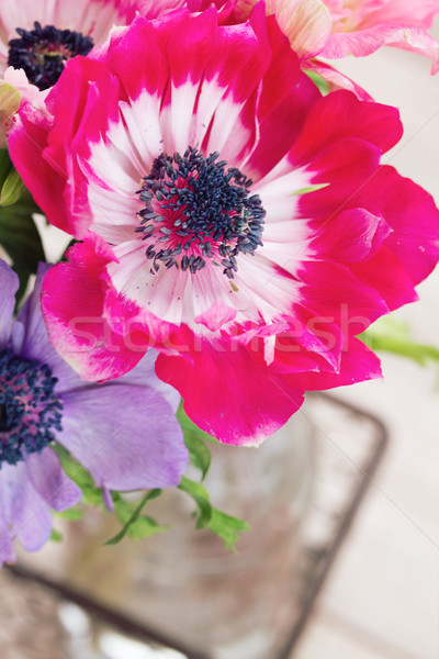 anemone flower Stock photo © neirfy