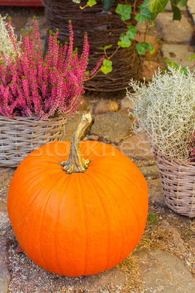 Stock photo: pumpkin and heather