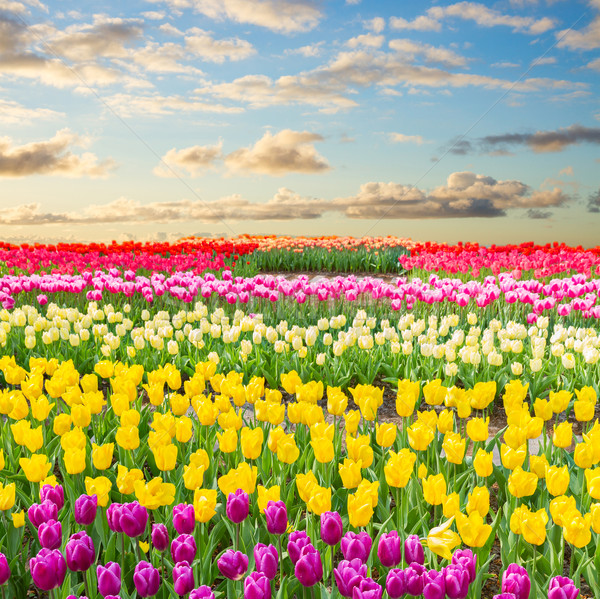 Nederlands Geel tulp velden veelkleurig Stockfoto © neirfy