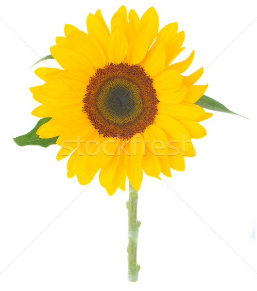one bight sunflower Stock photo © neirfy