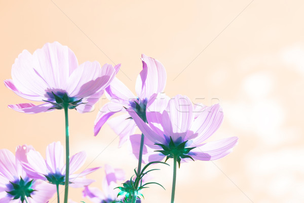 Cosmos pink flowers Stock photo © neirfy