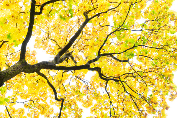 Vibrante caduta fogliame giallo acero Foto d'archivio © neirfy