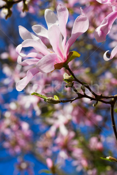 Magnolie roz flori grădină primăvară copaci Imagine de stoc © neirfy