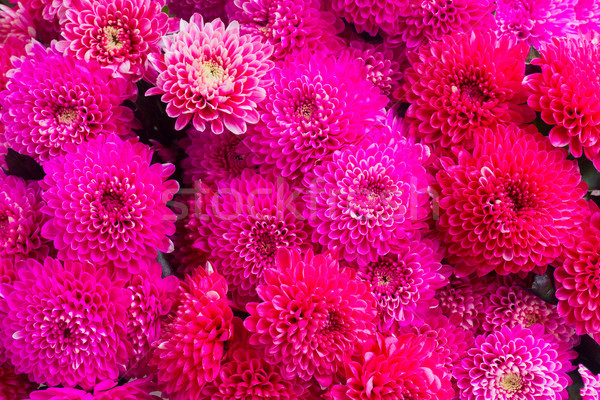 Blau Chrysantheme Blumen magenta rosa Makro Stock foto © neirfy