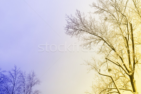 Winter tree with snow Stock photo © neirfy