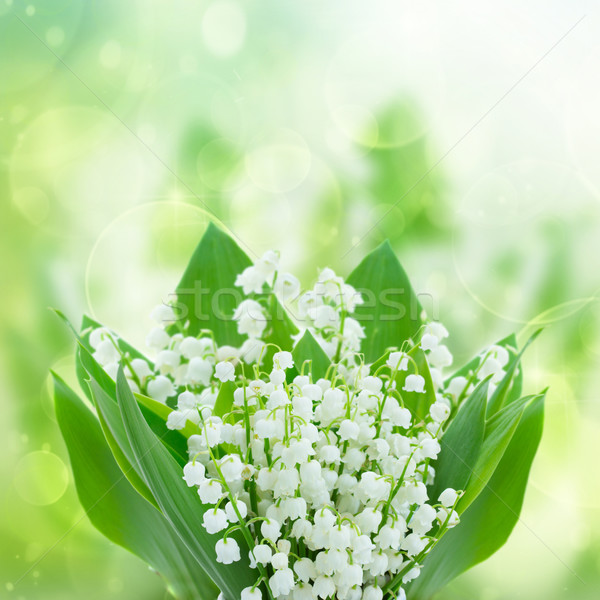 lilly of the valley flowers Stock photo © neirfy