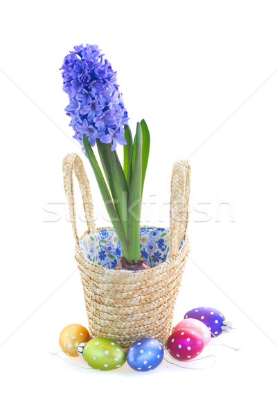 藍色 風信子 花卉 籃 復活節彩蛋 孤立 商業照片 © neirfy