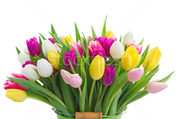Stock photo: bouquet of  pink, purple and white  tulips