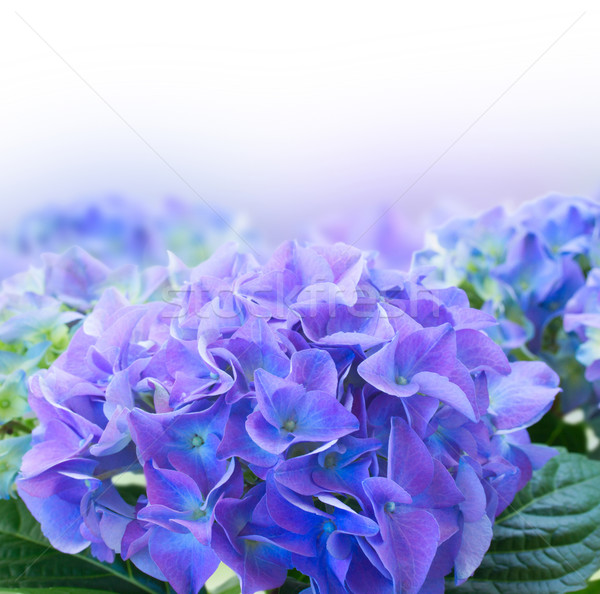 border of blue hortensia flowers Stock photo © neirfy