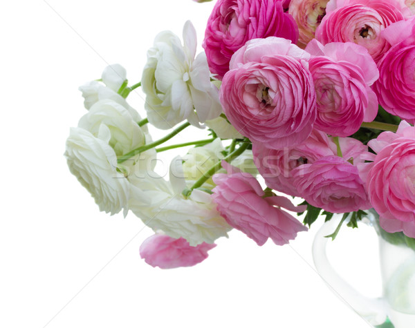 Foto stock: Rosa · blanco · flores · frescos · aislado