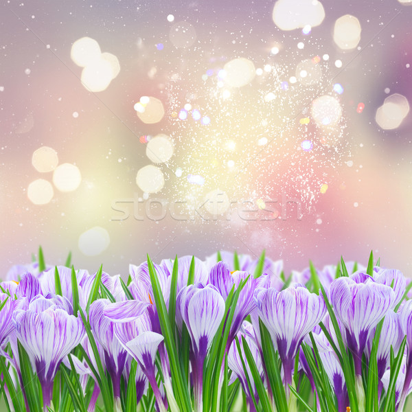 Foto stock: Violeta · azafrán · flores · bokeh · primavera