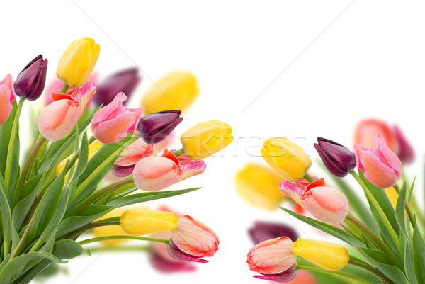 Posy of tulips flowers close up Stock photo © neirfy