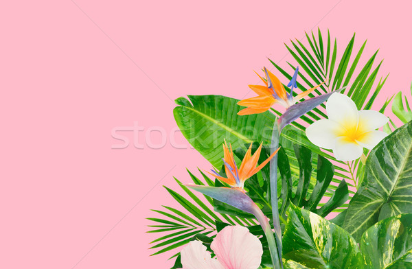 Tropicali foglie verdi fiori rosa banner copia spazio Foto d'archivio © neirfy