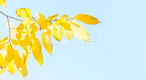 Foto stock: Vibrante · caída · follaje · amarillo · dorado · árbol