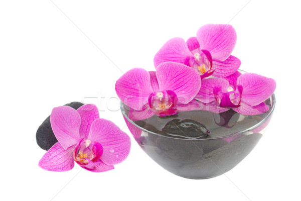 Foto stock: Zen · pedras · orquídea · molhado · isolado · branco