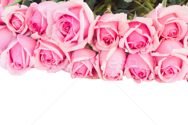 Foto stock: Fronteira · fresco · rosa · jardim · rosas · isolado