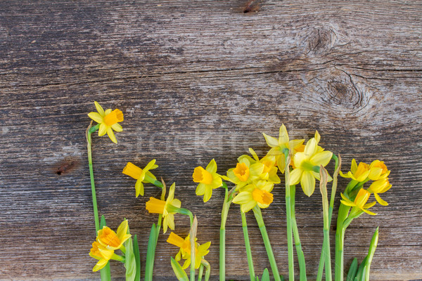 Сток-фото: нарциссов · свежие · весны · желтый