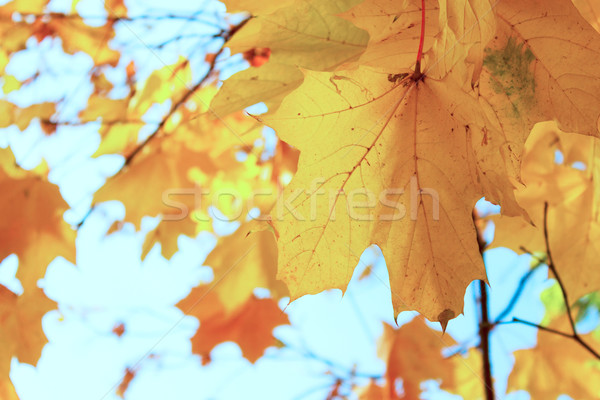 orange leaves in autumn park Stock photo © neirfy