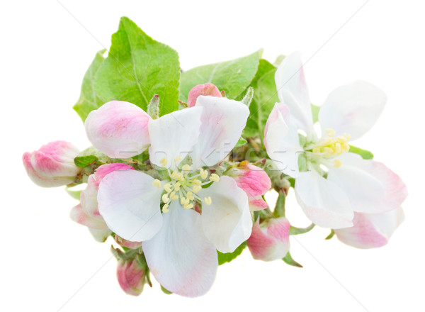 Foto stock: Manzano · flor · frescos · ramita · hojas · verdes · aislado