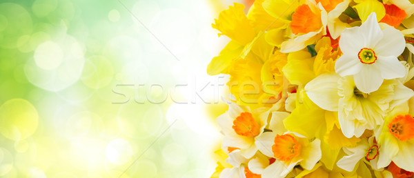 Narcissus in vase Stock photo © neirfy