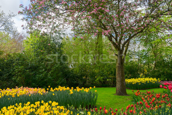 Spring in garden Stock photo © neirfy