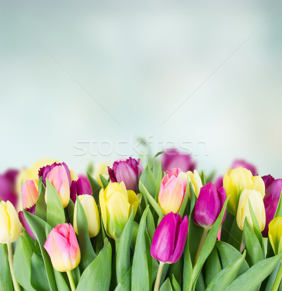 [[stock_photo]]: Bouquet · jaune · pourpre · tulipe · fleurs · frontière